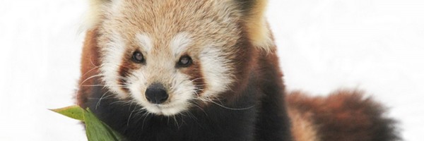 PANDAS: When A Strep Infection Leads To Obsessive Compulsive Disorder