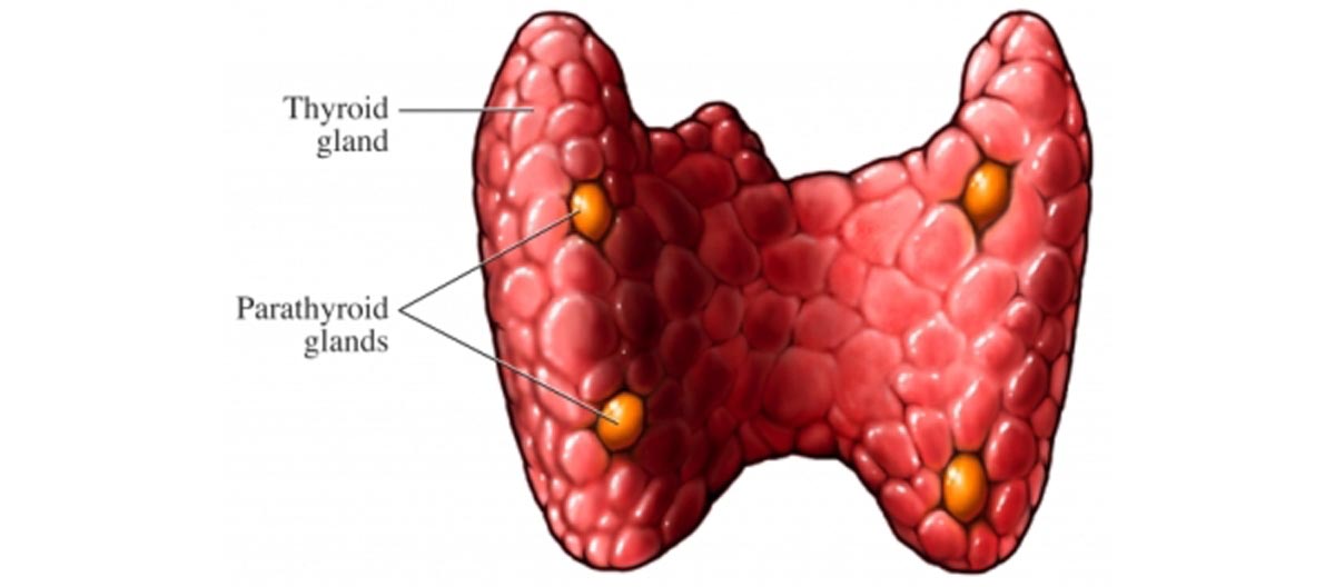 hyperparathyroidism symptoms treatment parathyroid steadyhealth articles