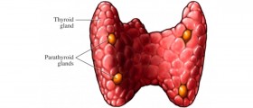 Hyperparathyroidism: Symptoms & Treatment