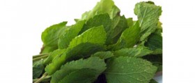 Health Benefits of Peppermint Oil and Peppermint Tea