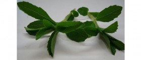 Say Yes To Stevia?
