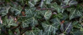 Poisonous Plants Are Everywhere. Some Can Kill. Keep Yourself and Your Kids Safe By Getting to Know Them.