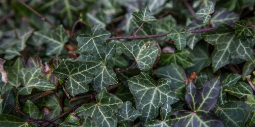 Poisonous Plants Are Everywhere. Some Can Kill. Keep Yourself and Your Kids Safe By Getting to Know Them.