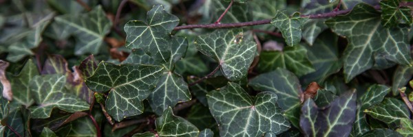 Poisonous Plants Are Everywhere. Some Can Kill. Keep Yourself and Your Kids Safe By Getting to Know Them.