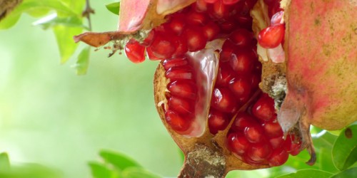 Are Pomegranates Good For You?