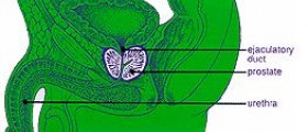 How to treat prostatitis with natural supplements?
