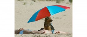 How to Protect Pets From the Sun