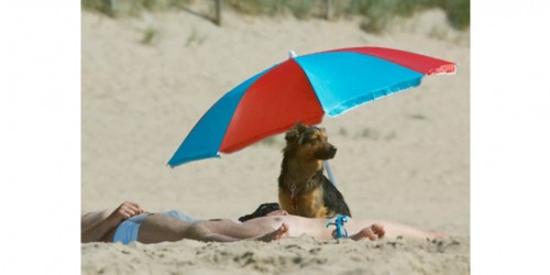 How to Protect Pets From the Sun