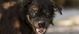 Rabies: A Nearly 100 Percent Fatal, But Also Nearly 100 Percent Preventable, Viral Zoonotic Infection