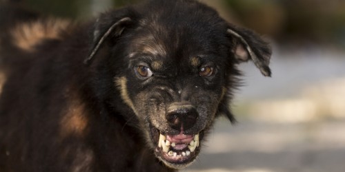 Rabies: A Nearly 100 Percent Fatal, But Also Nearly 100 Percent Preventable, Viral Zoonotic Infection