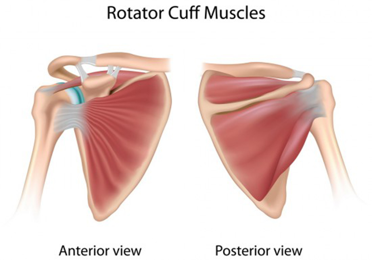 Bulletproof Your Rotator Cuffs | Workout & Exercises ...