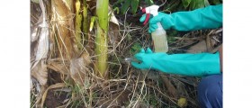 Monsanto's Roundup Weed Killer: Is It Really That Bad For You?