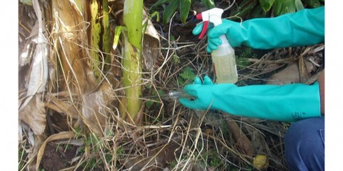 Monsanto's Roundup Weed Killer: Is It Really That Bad For You?