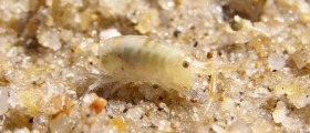 Don't Get Eaten (By Sand Fleas) On Your Summer Vacation