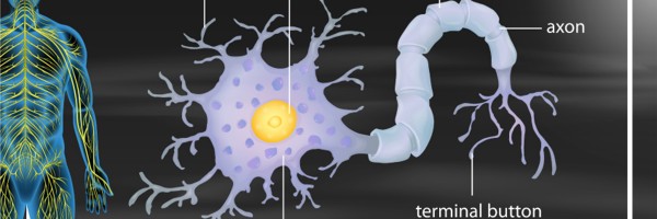 Schilder's Disease And Multiple Sclerosis: Differences And Similarities