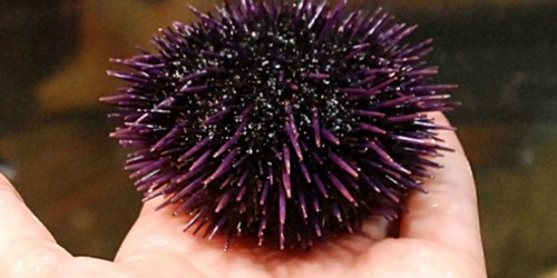 Dangers of the Sea: Sea Urchin and Jellyfish Stings Treatment
