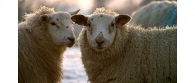 Chinese Clone A Sheep That Produces Good Type Of Fat