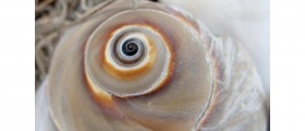 Snail Venom Could Help Treat Epilepsy And Depression