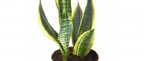 Best Plants for Indoor Air Quality