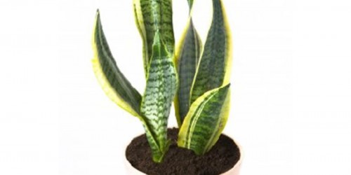 Best Plants for Indoor Air Quality