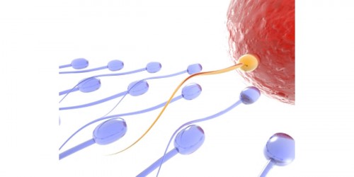 How to Increase Sperm Count and Improve Sperm Quality Naturally