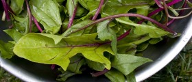 The Importance Of Folic Acid In Our Diet