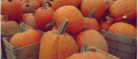 Best Seasonal Fruit And Vegetables To Eat This Fall