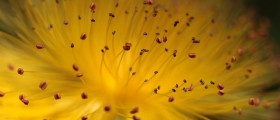 St John's Wort: Natural But Not Without Side Effects
