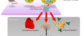 Repairing The Heart With Adult Stem Cells