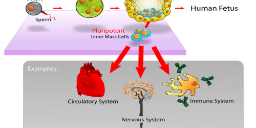 Repairing The Heart With Adult Stem Cells
