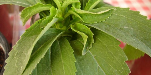 Artificial Sweeteners Disrupt Blood Sugar Control