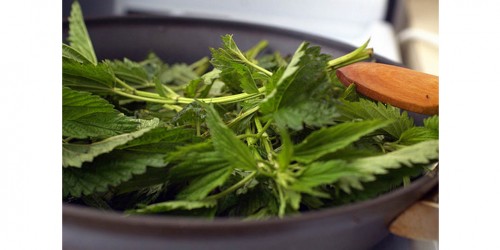 Stinging Nettles In Kitchen Cuisine