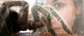 Could Tarantula Venom Relieve Pain?