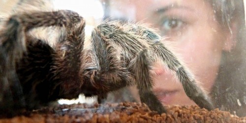 Could Tarantula Venom Relieve Pain?