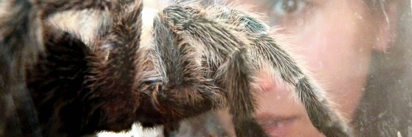 Could Tarantula Venom Relieve Pain?