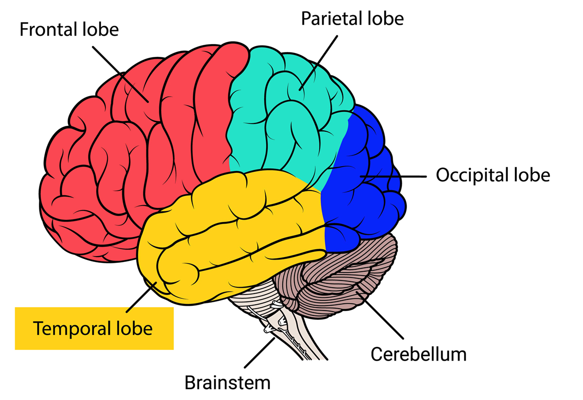 Temporal Lobe Of The Brain