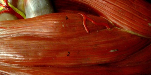 Free Your Arm: How Your Teres Major Is Tying You Down