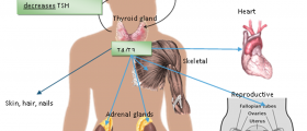 Holistic Approach to Thyroid Related Problems: Naturopathic Medicine for Thyroid Disease