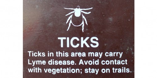Lyme Disease - How Can It Be Treated?