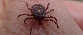 Long-Term Antibiotic Use Not As Successful In Managing Lyme Disease