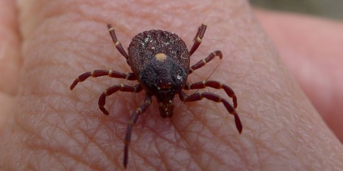 Long-Term Antibiotics Don't Work In Lyme Disease Treatment