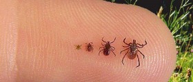 New Tick-Borne Infection Similar To Lyme Disease Appears In US and UK