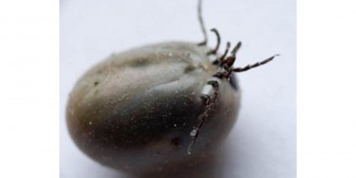 Tick Borne Rickettsial Disease