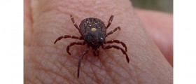 Ticks: What You Should Know About Lyme Disease