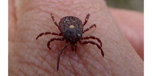 Ticks: What You Should Know About Lyme Disease