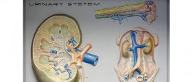 Interstitial Cystitis: Diagnosis & treatment