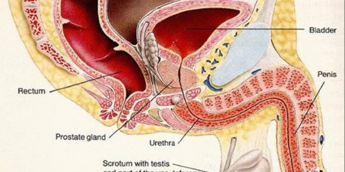 horrible-urine-odor-from-flexeril-and-lyrica-and-tramadol-analgesics