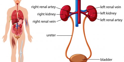 Living with failed kidneys