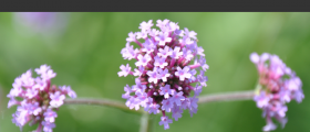 Valerian Root Health Benefits: Insomnia, Anxiety, Stress And Even Cramps And Hot Flashes