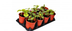 Urban Gardening Help: Vegetables you can Grow in your Pot